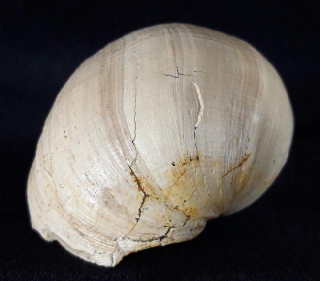 Ampullina perusta (DEFRANCE in BRONGNIART 1823) - Bild &copy; FossNet FossilienStore